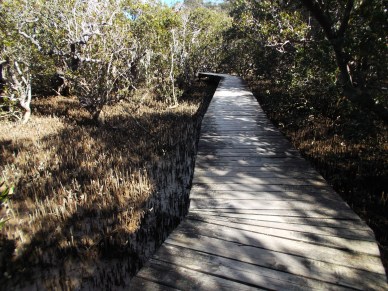 mangroov